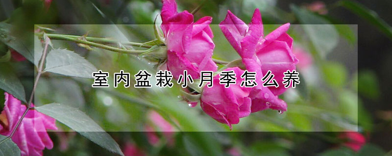 室內(nèi)盆栽小月季怎么養(yǎng)