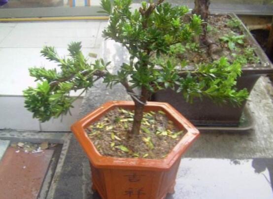 羅漢松盆景怎么養(yǎng)，老農(nóng)總結(jié)八大養(yǎng)殖方法