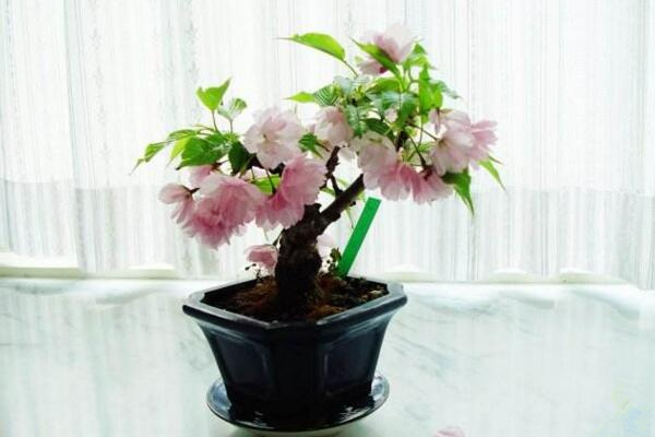 櫻花栽植技術及方法，栽植之前一定要修剪植株的根部