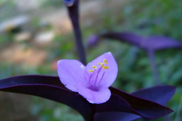 紫羅蘭花怎么養(yǎng)在花瓶里