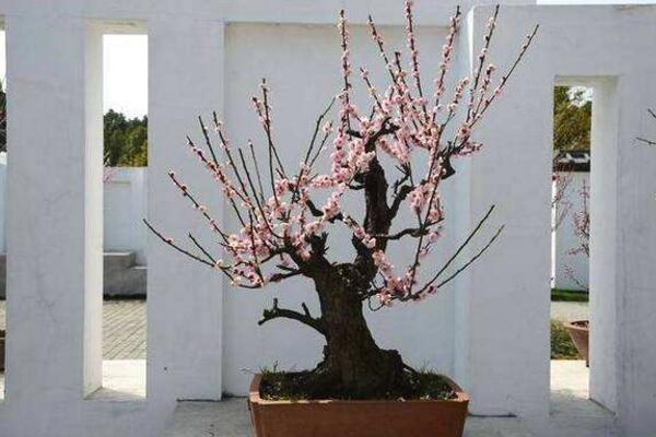 盆栽梅花的養(yǎng)殖方法，養(yǎng)好梅花必須要做好以下幾點(diǎn)