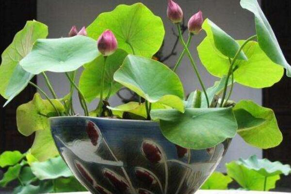 荷花花期怎么養(yǎng)護，保證光照以及養(yǎng)分充足