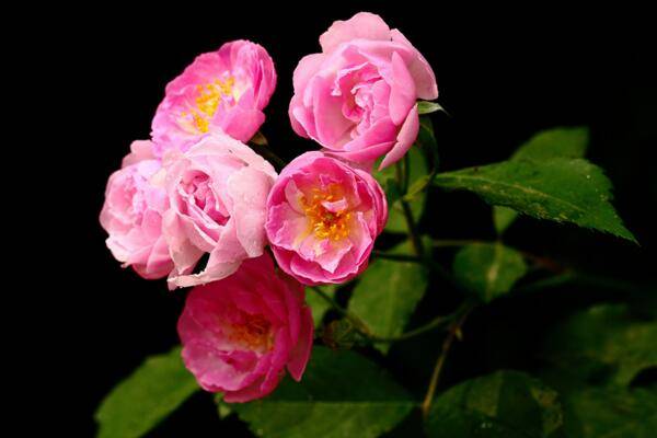 薔薇花什么季節(jié)種植，一年四季都可以