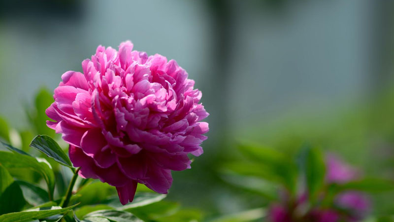 芍藥長(zhǎng)什么樣