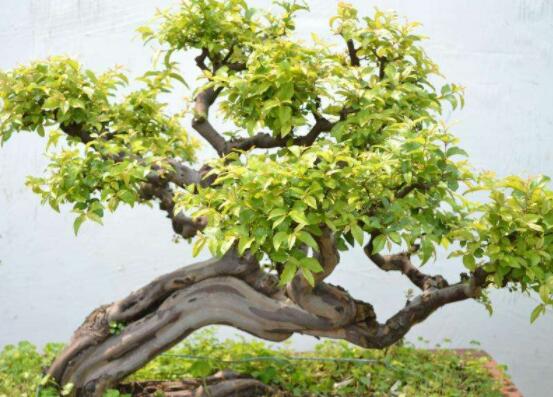 九里香盆景的養(yǎng)殖方法，做好七個基本養(yǎng)殖要點滿盆花香