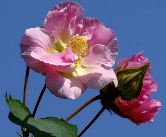 木芙蓉花什么時(shí)候開花，在每年的8到11月份開花