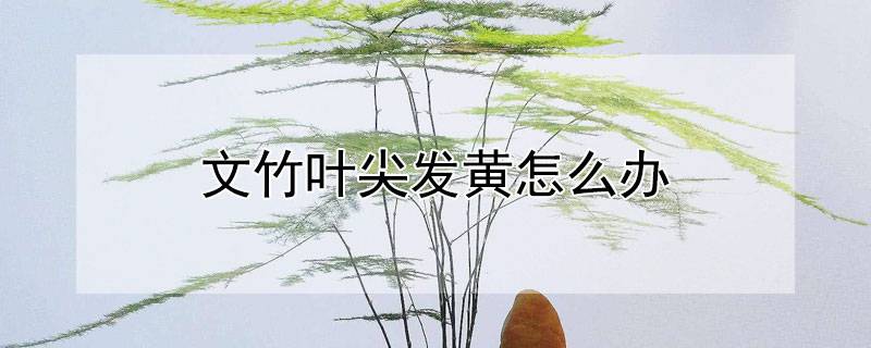 文竹葉尖發(fā)黃怎么辦