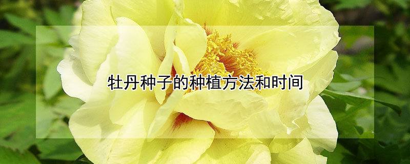 牡丹種子的種植方法和時(shí)間