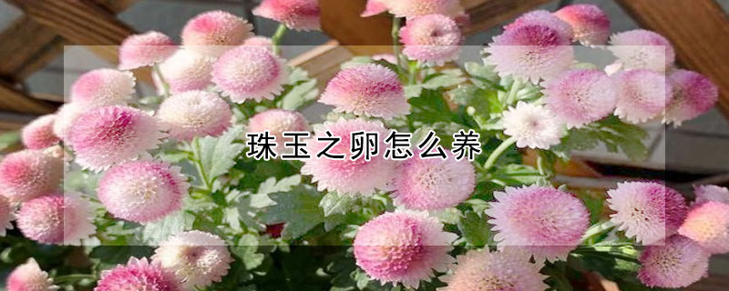 珠玉之卵怎么養(yǎng)