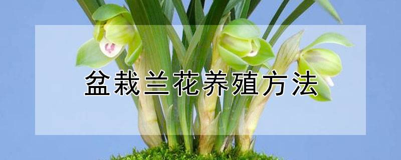 盆栽蘭花養(yǎng)殖方法