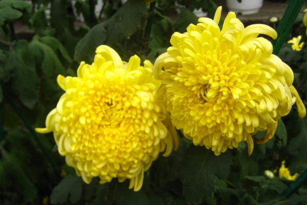 菊花夏天徒長(zhǎng)怎么修剪
