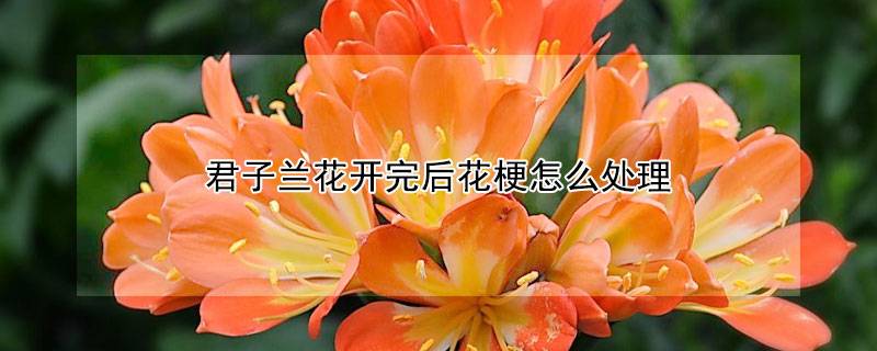 君子蘭花開完后花梗怎么處理