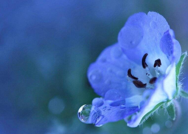 怎么延長蝴蝶蘭的花期，合理的栽種方法最重要