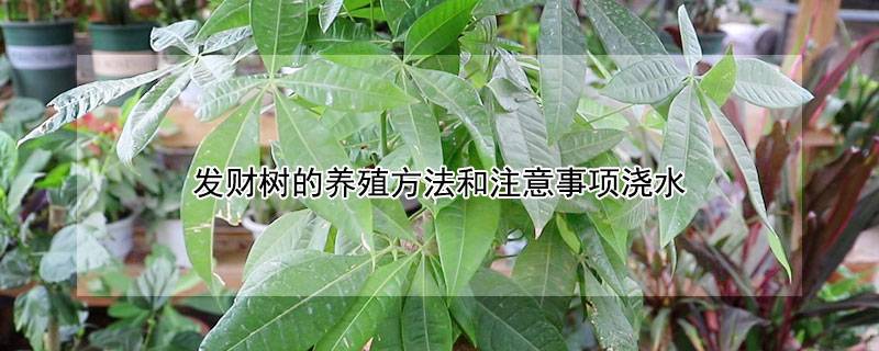 發(fā)財(cái)樹(shù)的養(yǎng)殖方法和注意事項(xiàng)澆水