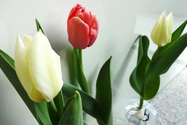 郁金香花開后的處理，以下5步處理保證來年繼續(xù)開花