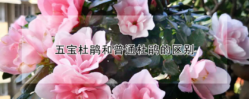 五寶杜鵑和普通杜鵑的區(qū)別