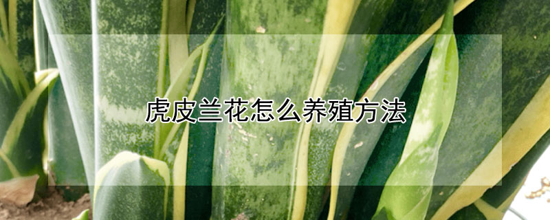 虎皮蘭花怎么養(yǎng)殖方法