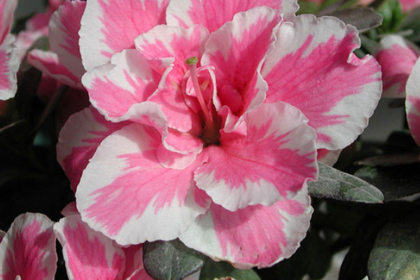 杜鵑花夏季如何養(yǎng)護(hù)