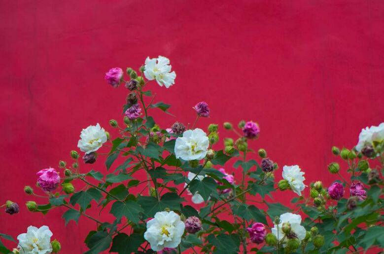 芙蓉花怎么修剪，春天和秋天剪是最好的