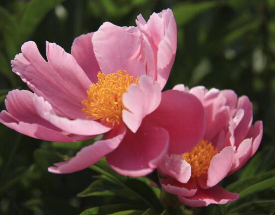 芍藥花如何養(yǎng)護(hù)，教你最重要五個(gè)養(yǎng)殖技巧(花枝艷麗)