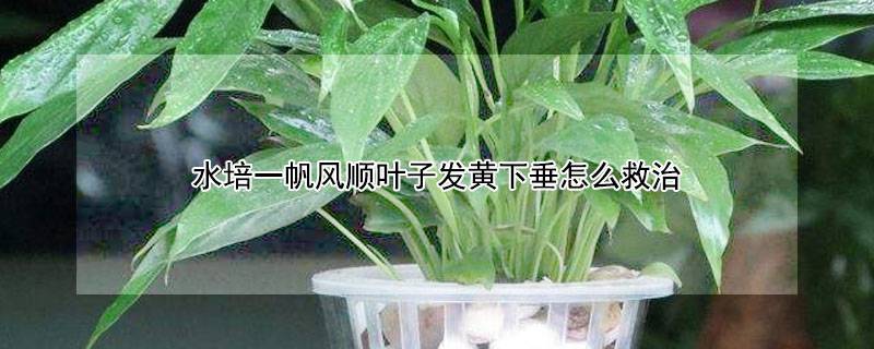 水培一帆風(fēng)順葉子發(fā)黃下垂怎么救治