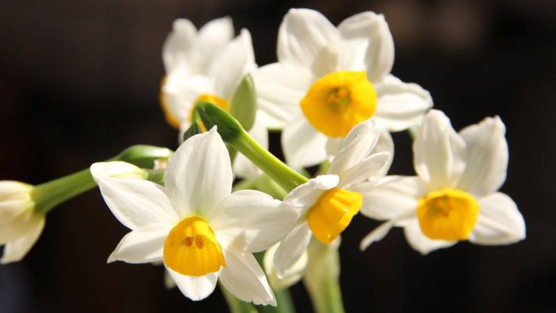 怎樣養(yǎng)水仙花會(huì)多開(kāi)花