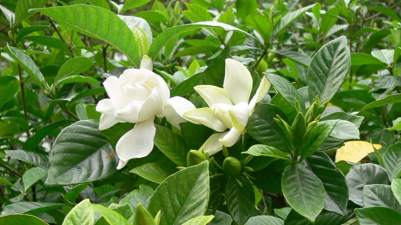 小葉梔子花的養(yǎng)殖方法和注意事項