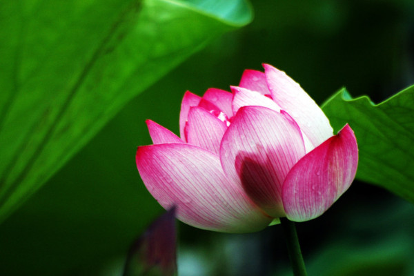 荷花春天開(kāi)嗎