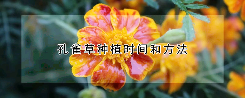 孔雀草種植時(shí)間和方法