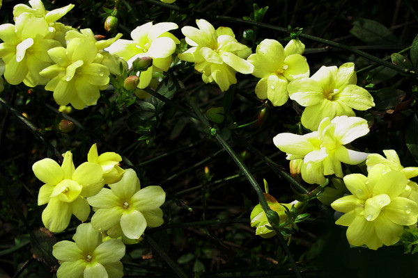 迎春花夏天的養(yǎng)護和管理