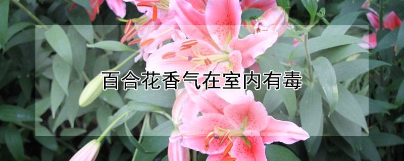 百合花香氣在室內(nèi)有毒