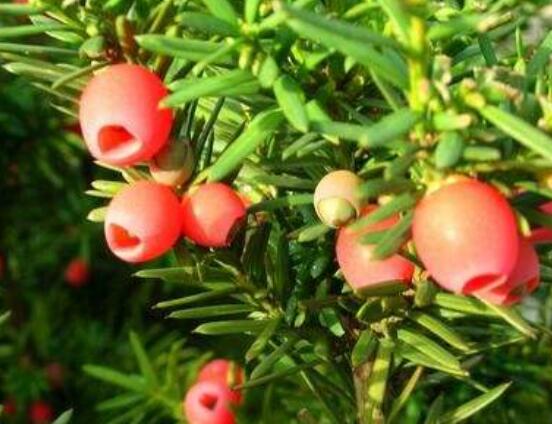 紅豆杉怎么養(yǎng)長(zhǎng)得快，教你六種養(yǎng)殖方法生長(zhǎng)枝繁葉茂