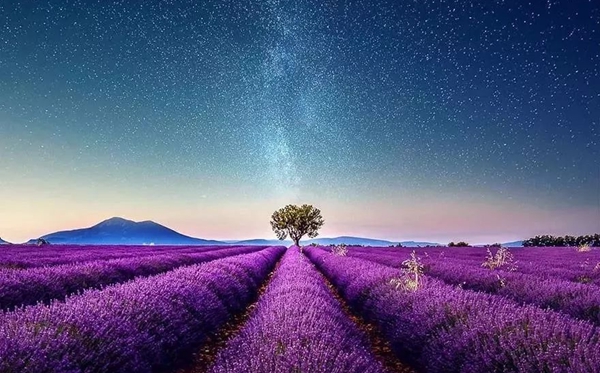 薰衣草的花語(yǔ),薰衣草的寓意和象征是什么