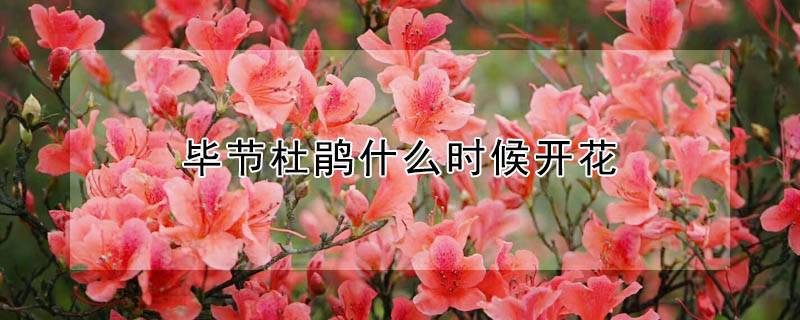 畢節(jié)杜鵑什么時(shí)候開(kāi)花