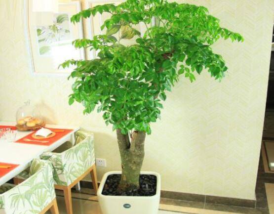 幸福樹病蟲害，盤點(diǎn)最常見的四種病蟲害防治大全