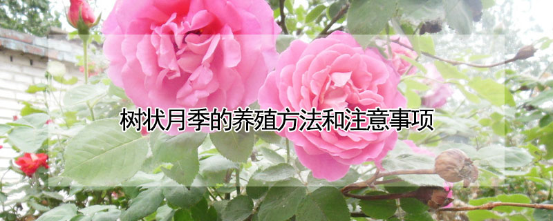樹狀月季的養(yǎng)殖方法和注意事項(xiàng)