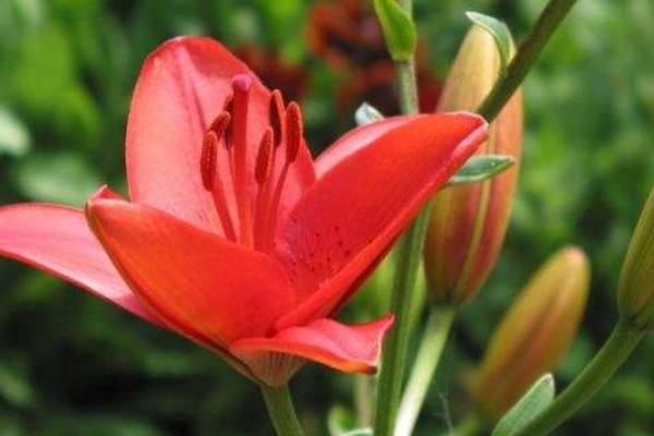 百合花長(zhǎng)太高怎么辦