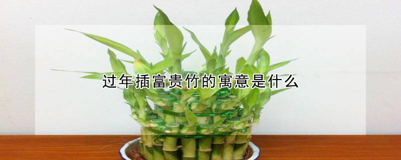 過(guò)年插富貴竹的寓意是什么