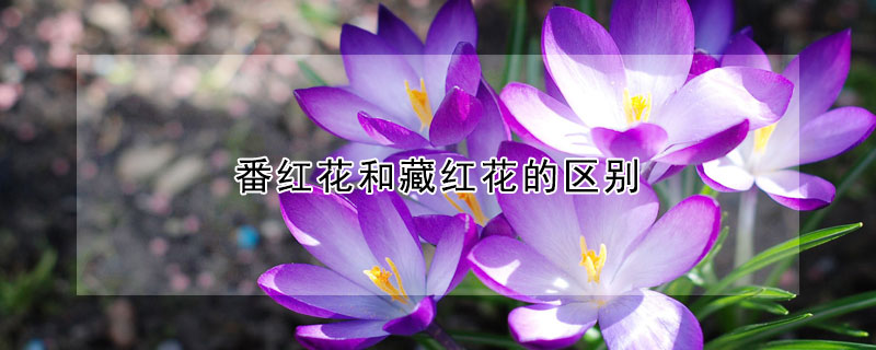番紅花和藏紅花的區(qū)別