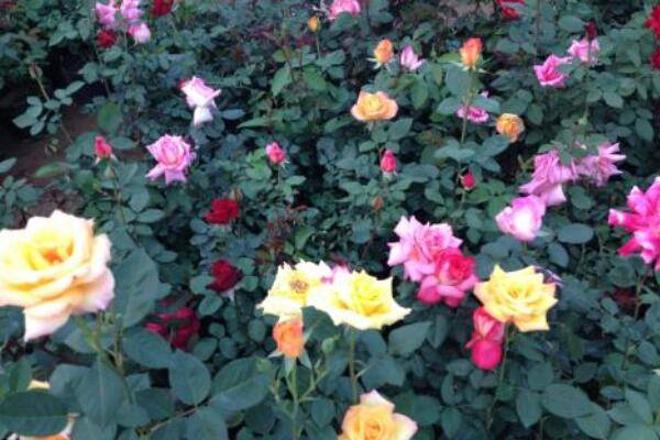 月季花能在家里養(yǎng)嗎