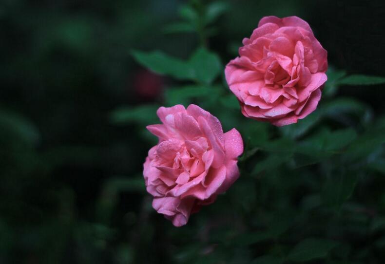 薔薇花適合東北種植嗎，適宜/但是要注意栽種的方法