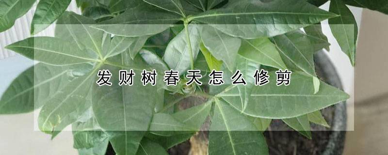 發(fā)財樹春天怎么修剪