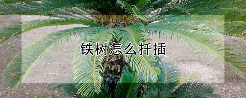 鐵樹(shù)怎么扦插