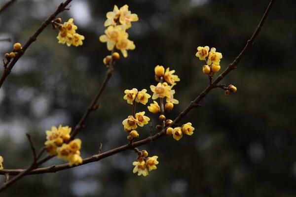 臘梅花怎么養(yǎng)，臘梅花養(yǎng)殖5大要點(diǎn)