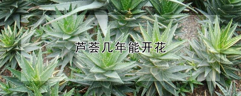 蘆薈幾年能開(kāi)花