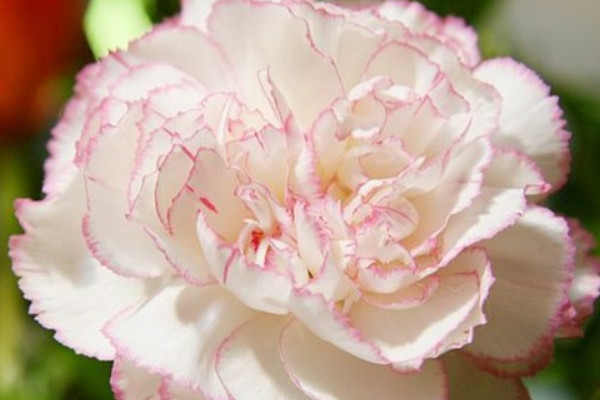康乃馨種子發(fā)芽后怎么移植