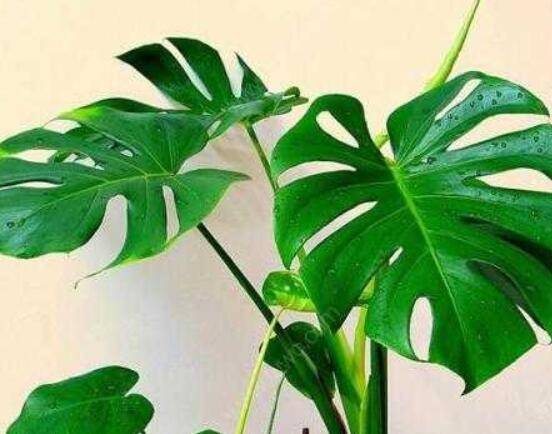 龜背竹滴的水有毒嗎，有毒/皮膚接觸會導致刺痛灼傷