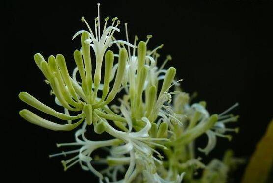 虎皮蘭開花寓意什么，寓意著發(fā)財(cái)富貴、健康長(zhǎng)壽
