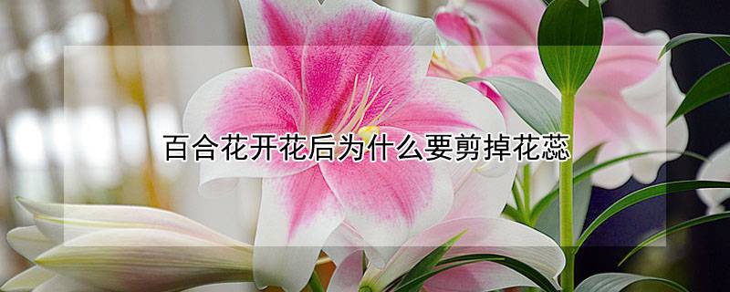百合花開(kāi)花后為什么要剪掉花蕊
