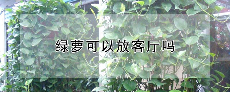 綠蘿可以放客廳嗎